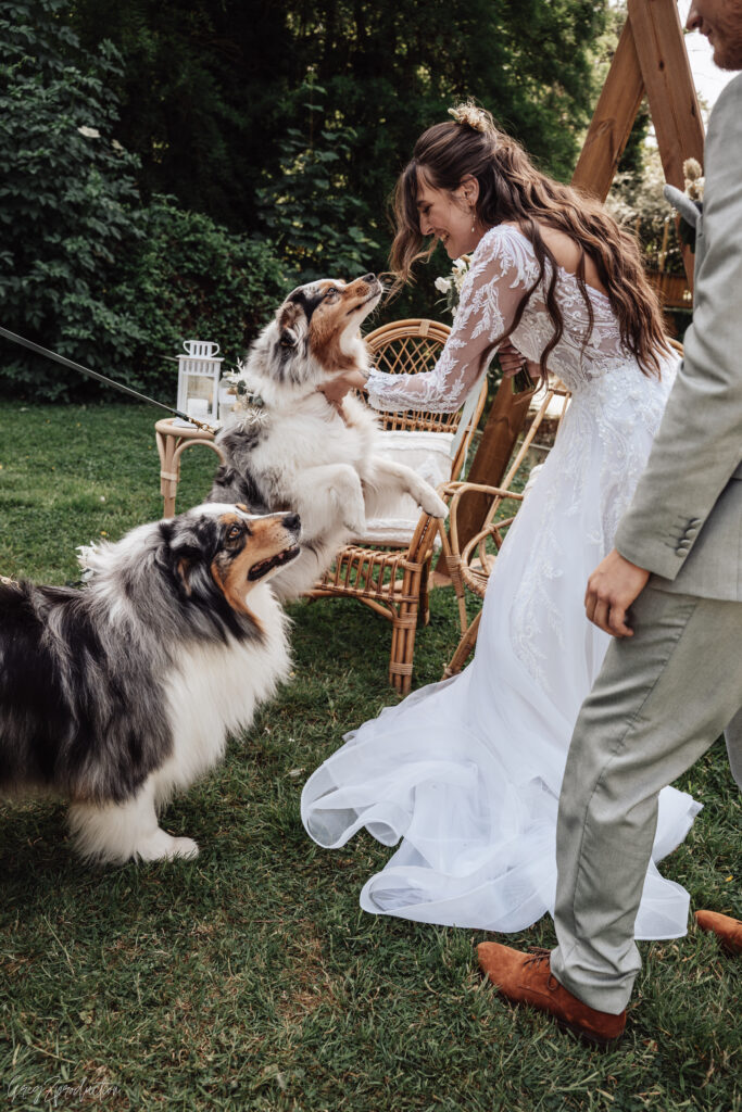 chien cérémonie mariage