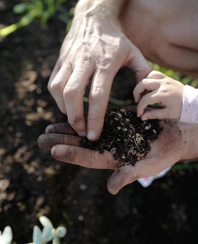 planter des saucisses dans la terre

